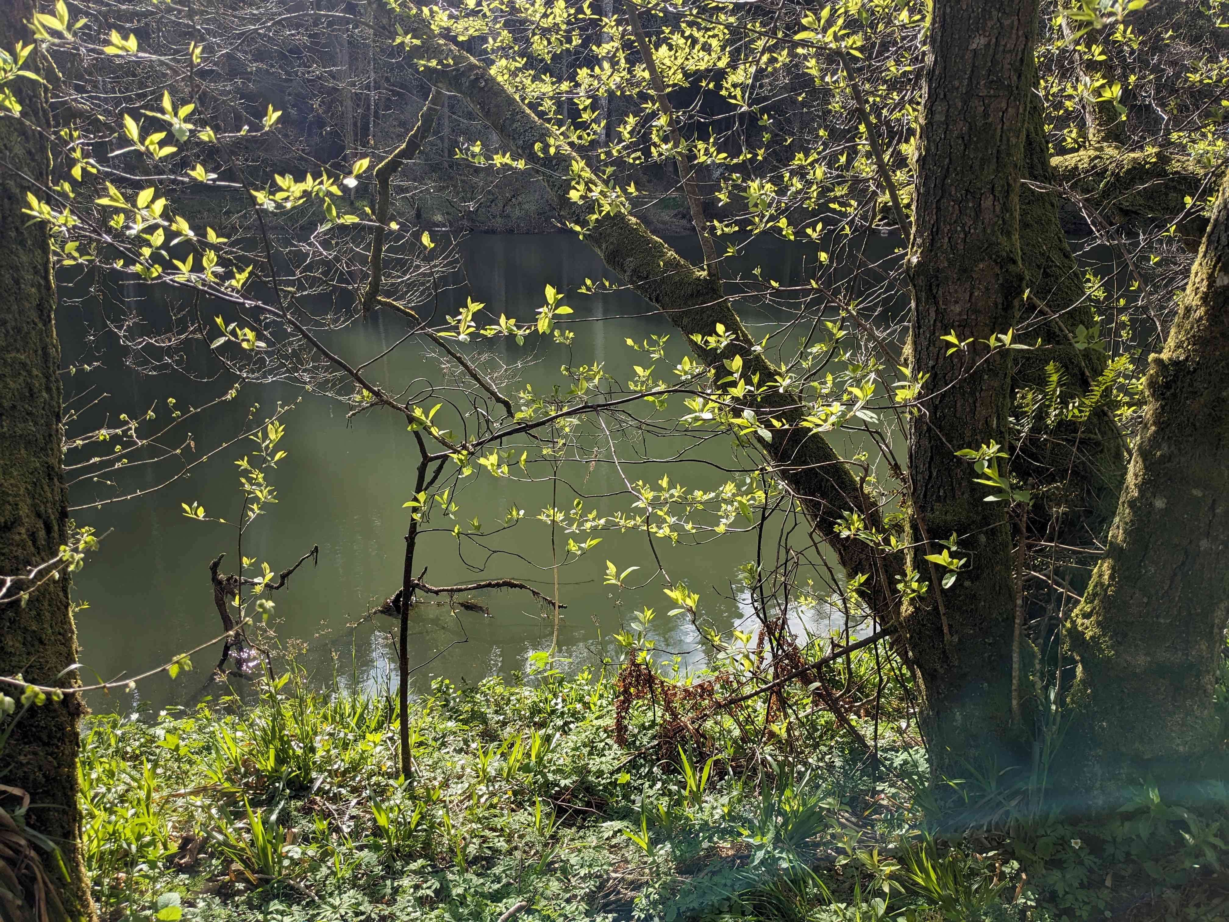 The river Clyde through trees near Bonnington power station